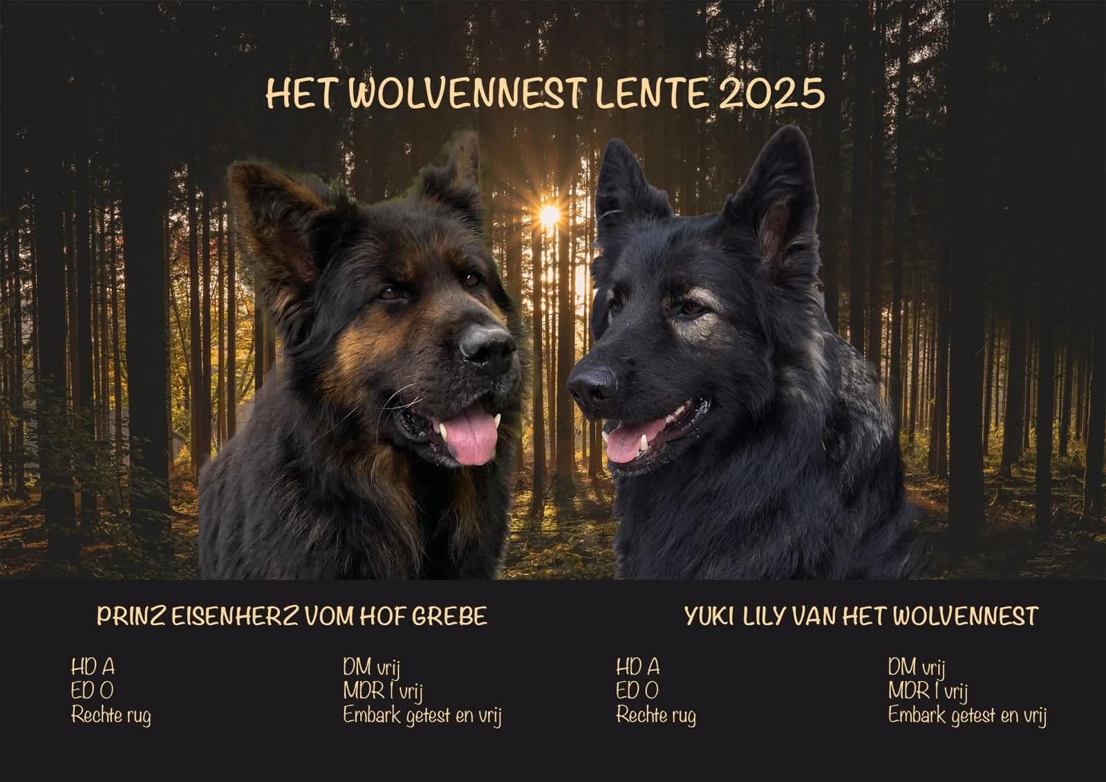 Nestplanning 2025 - Oudduitse Herder