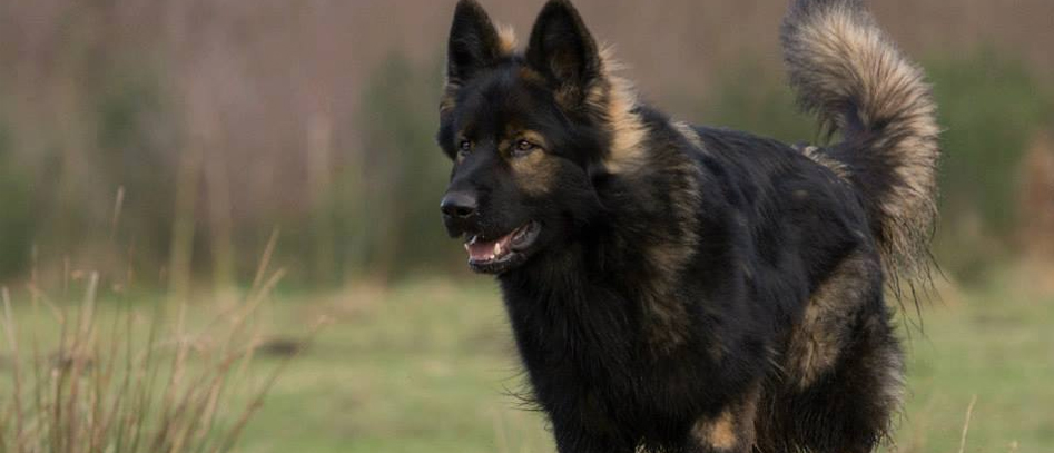 Oudduitse Herder