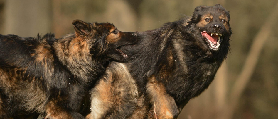 Oudduitse Herder