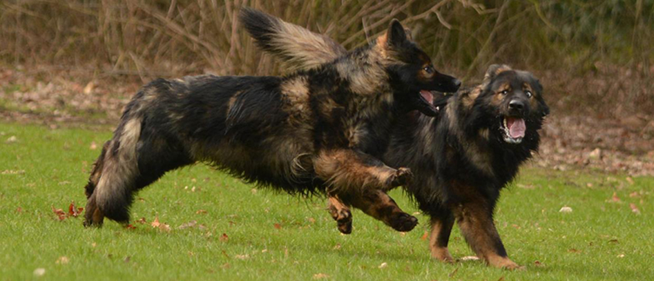 Welp Het Wolvennest Belgische Fokker Van Oudduitse Herders IT-05