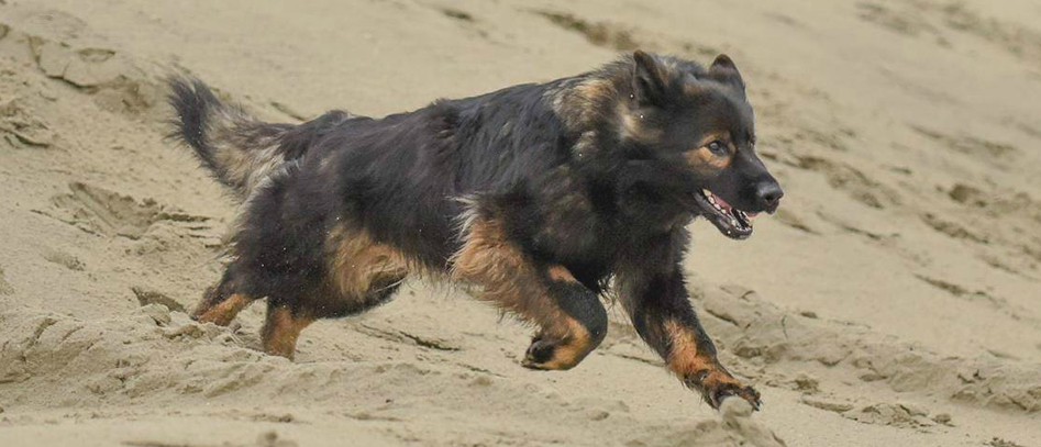 Oudduitse Herder