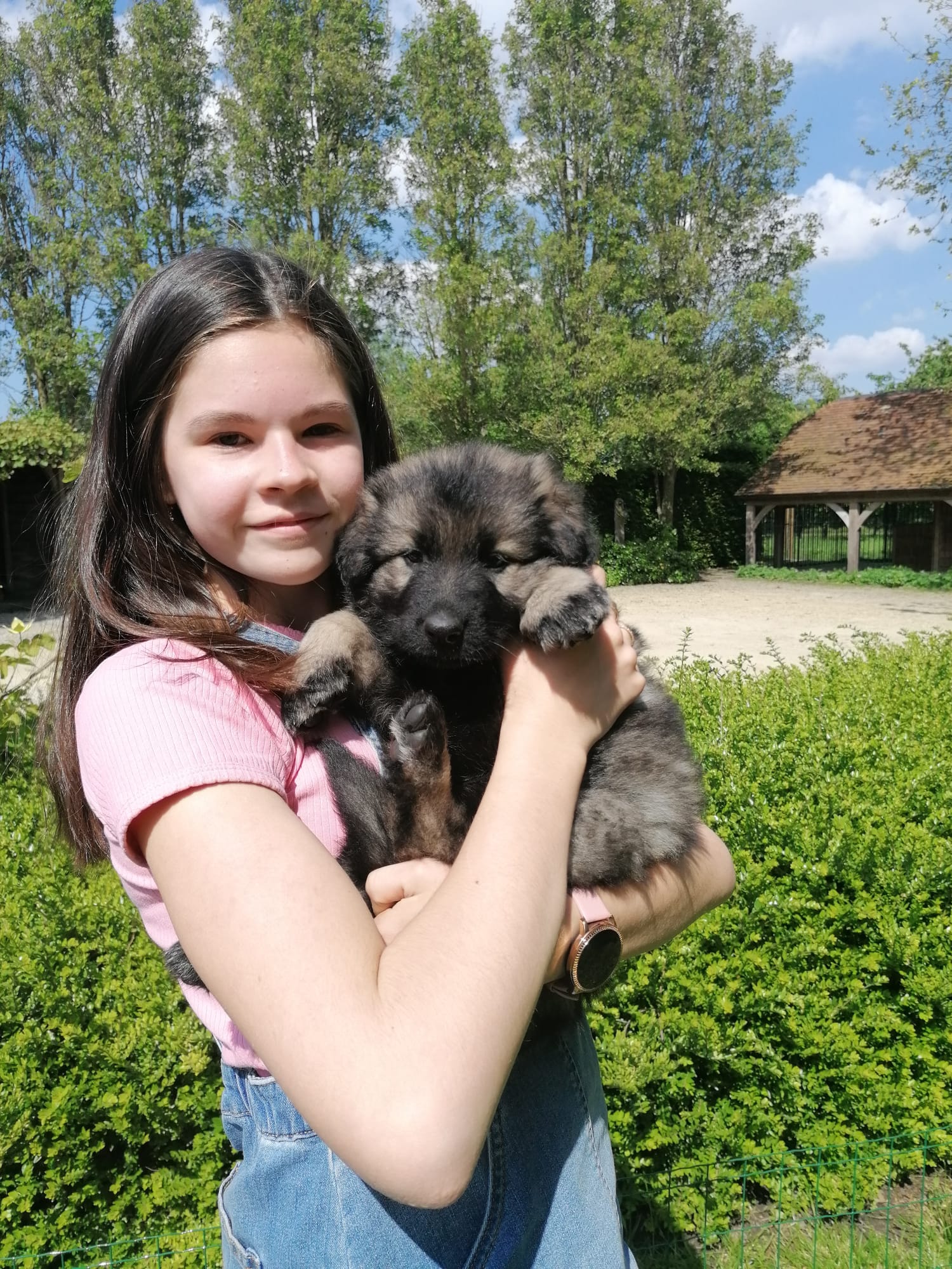 Lily - Oudduitse Herder