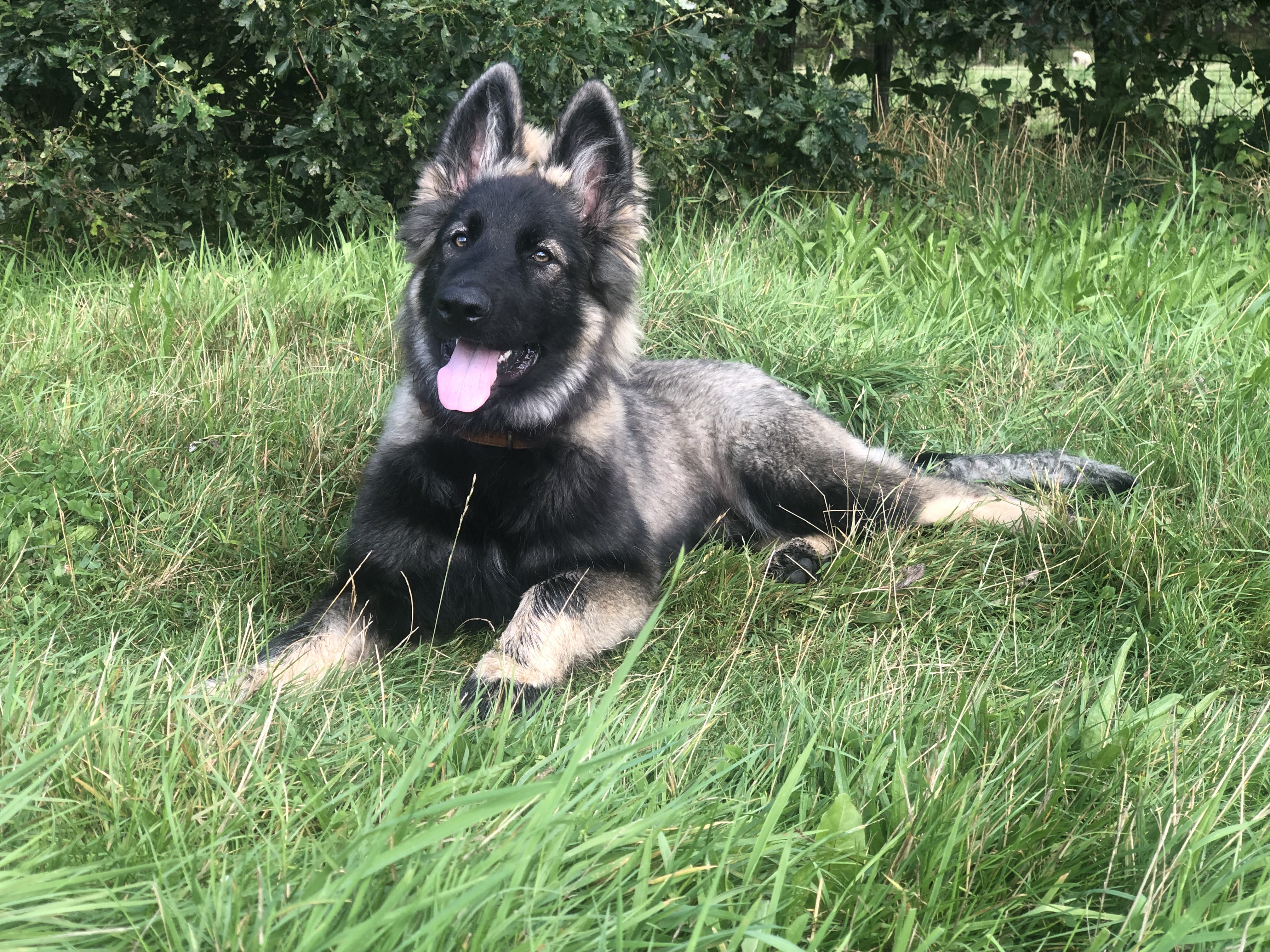 Lily - Oudduitse Herder