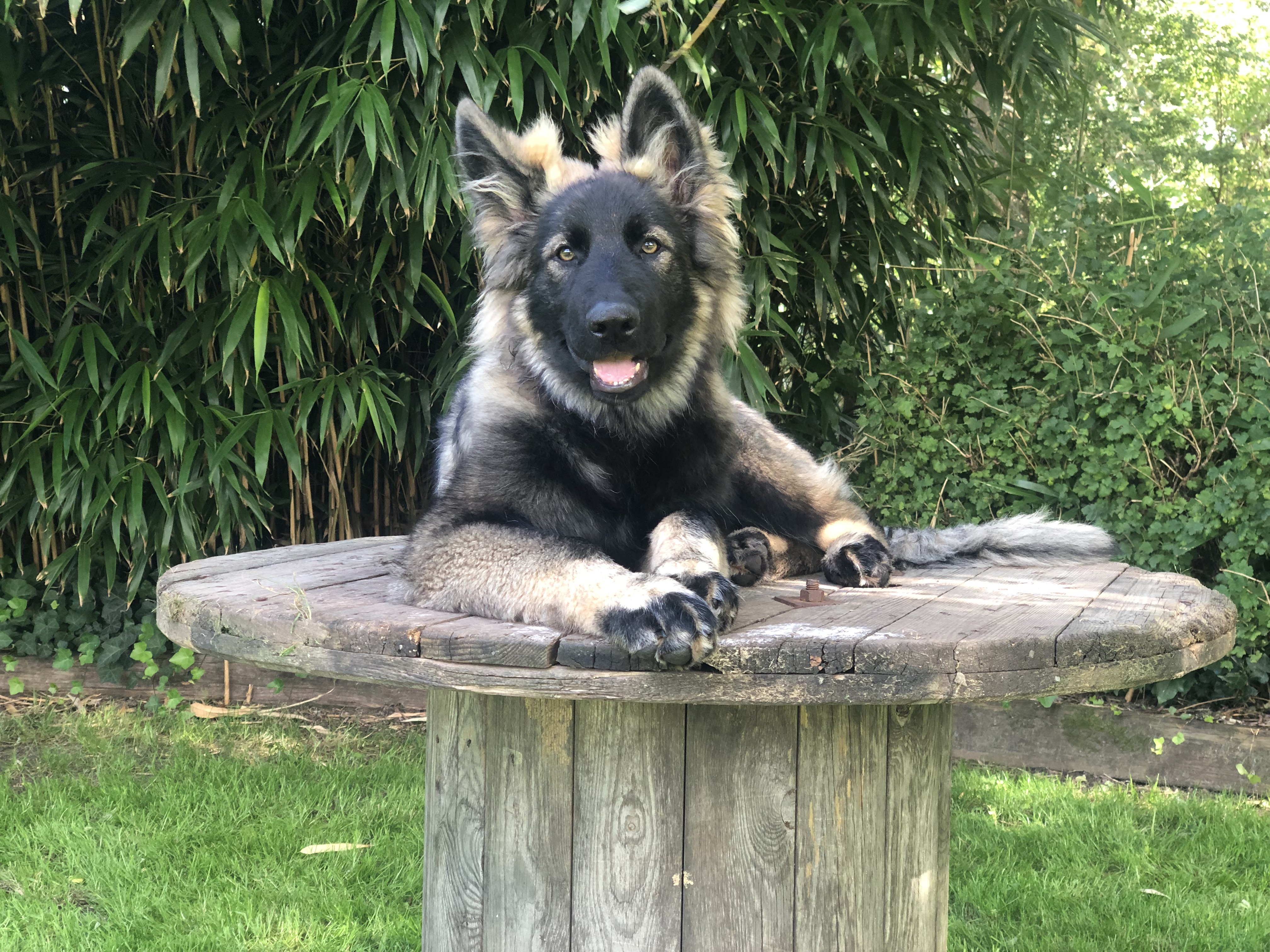 Lily - Oudduitse Herder