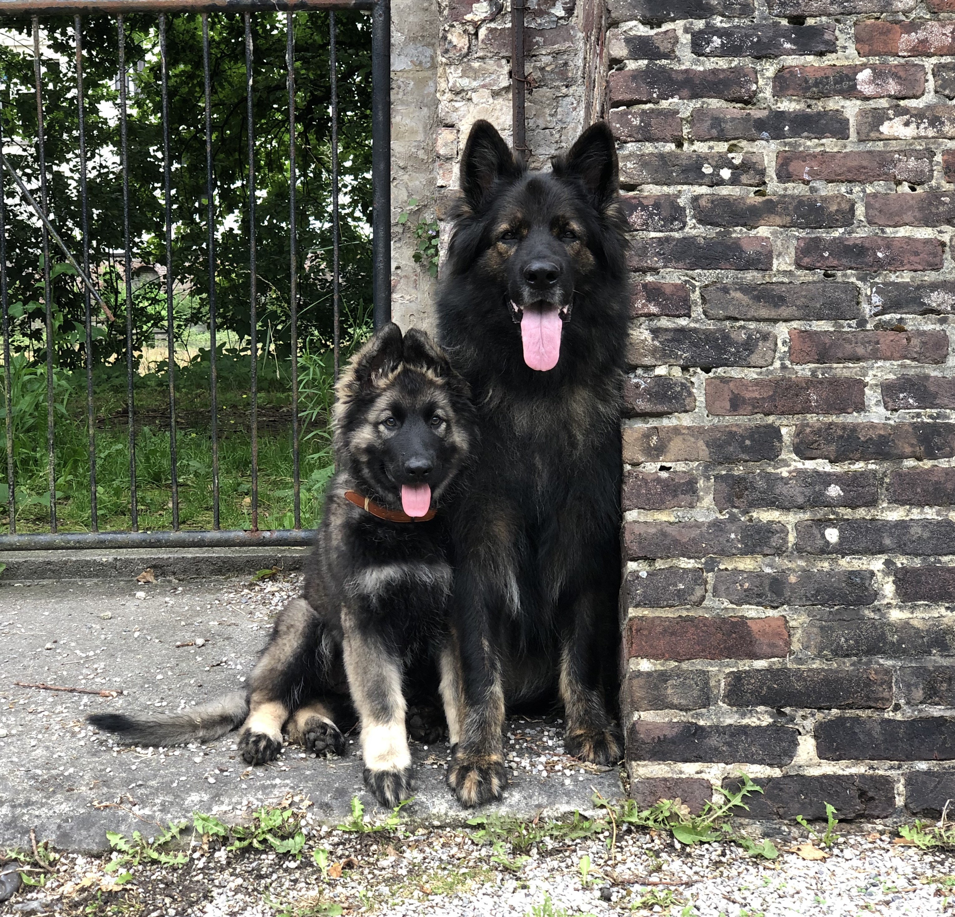 Lily - Oudduitse Herder