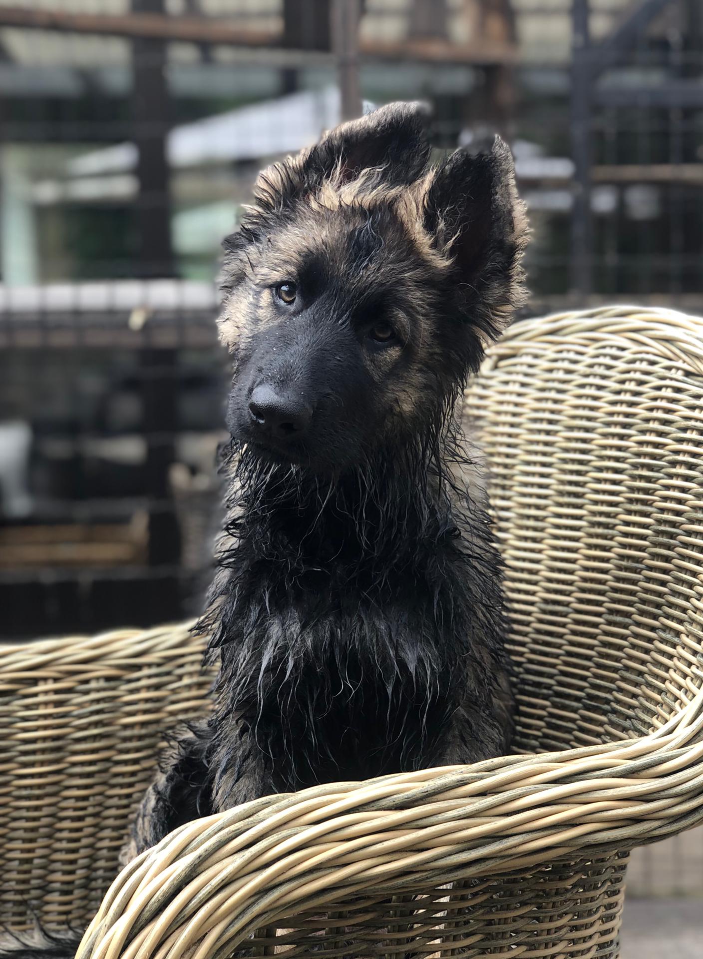 Lily - Oudduitse Herder