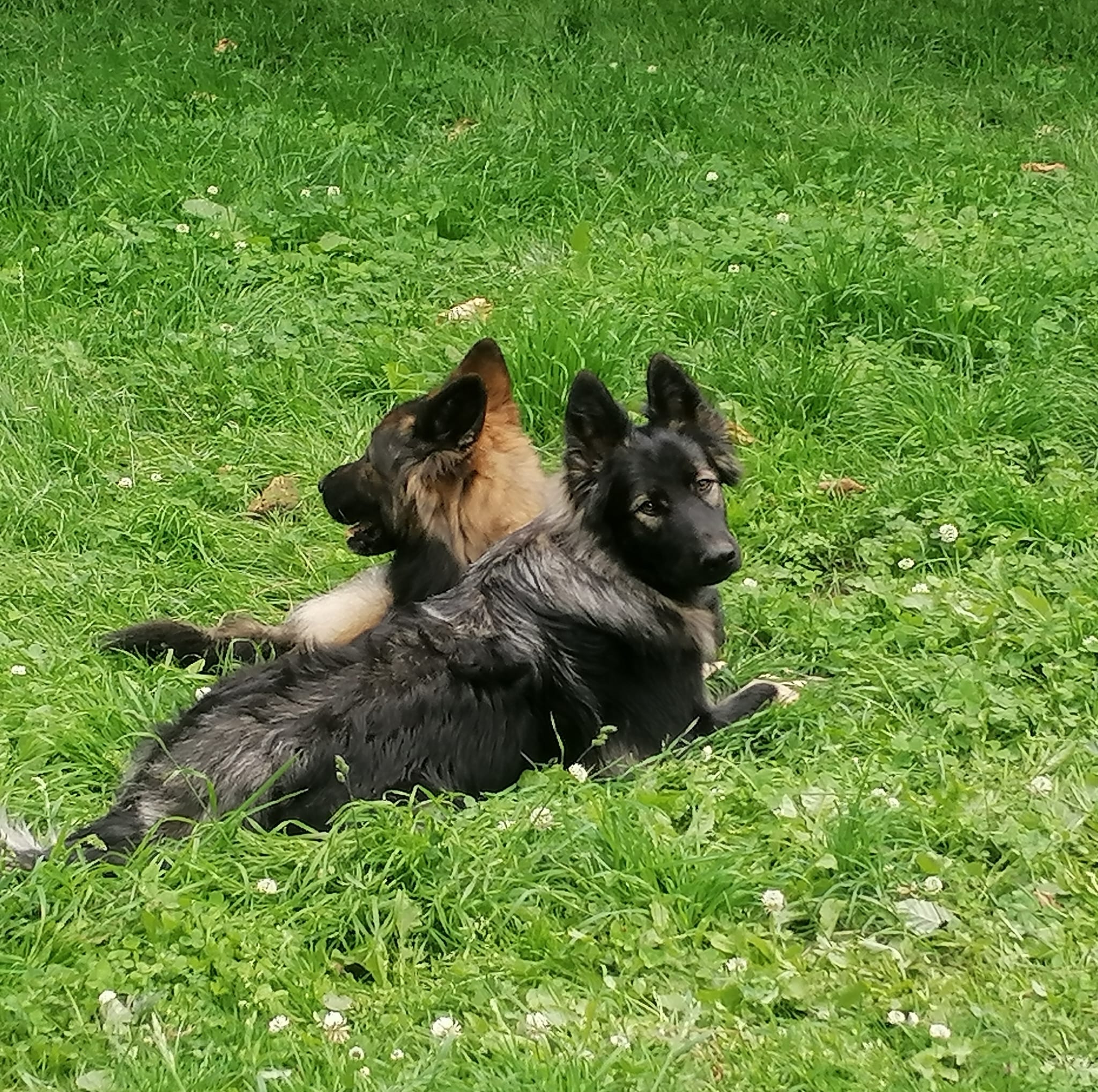Lily - Oudduitse Herder
