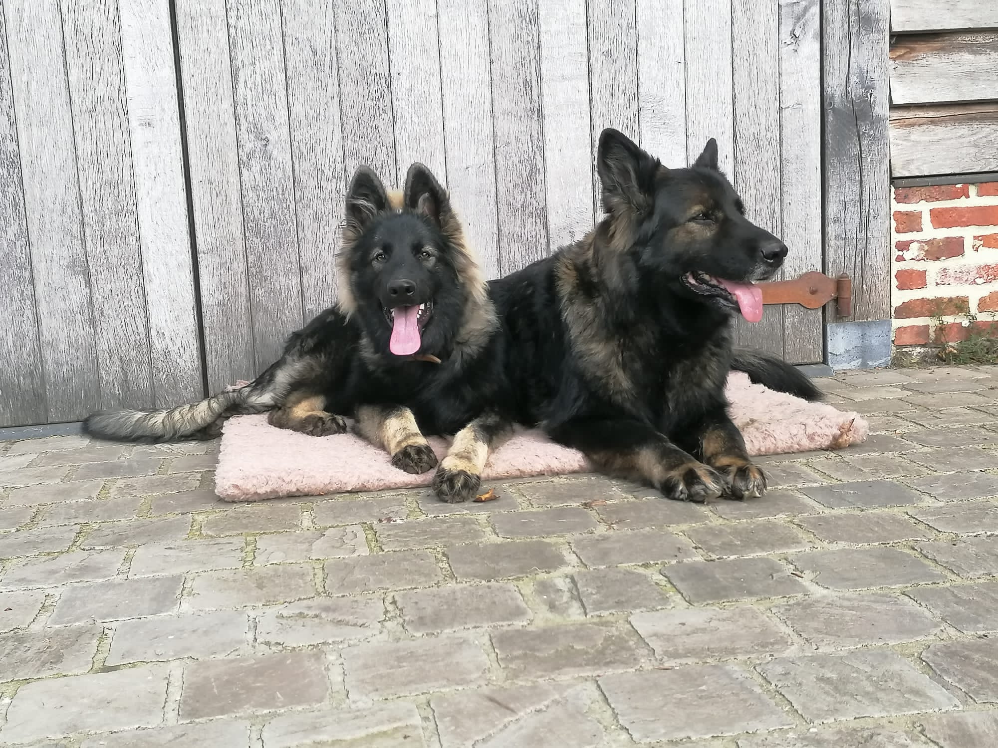 Lily - Oudduitse Herder
