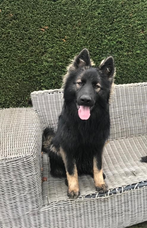 Lily - Oudduitse Herder