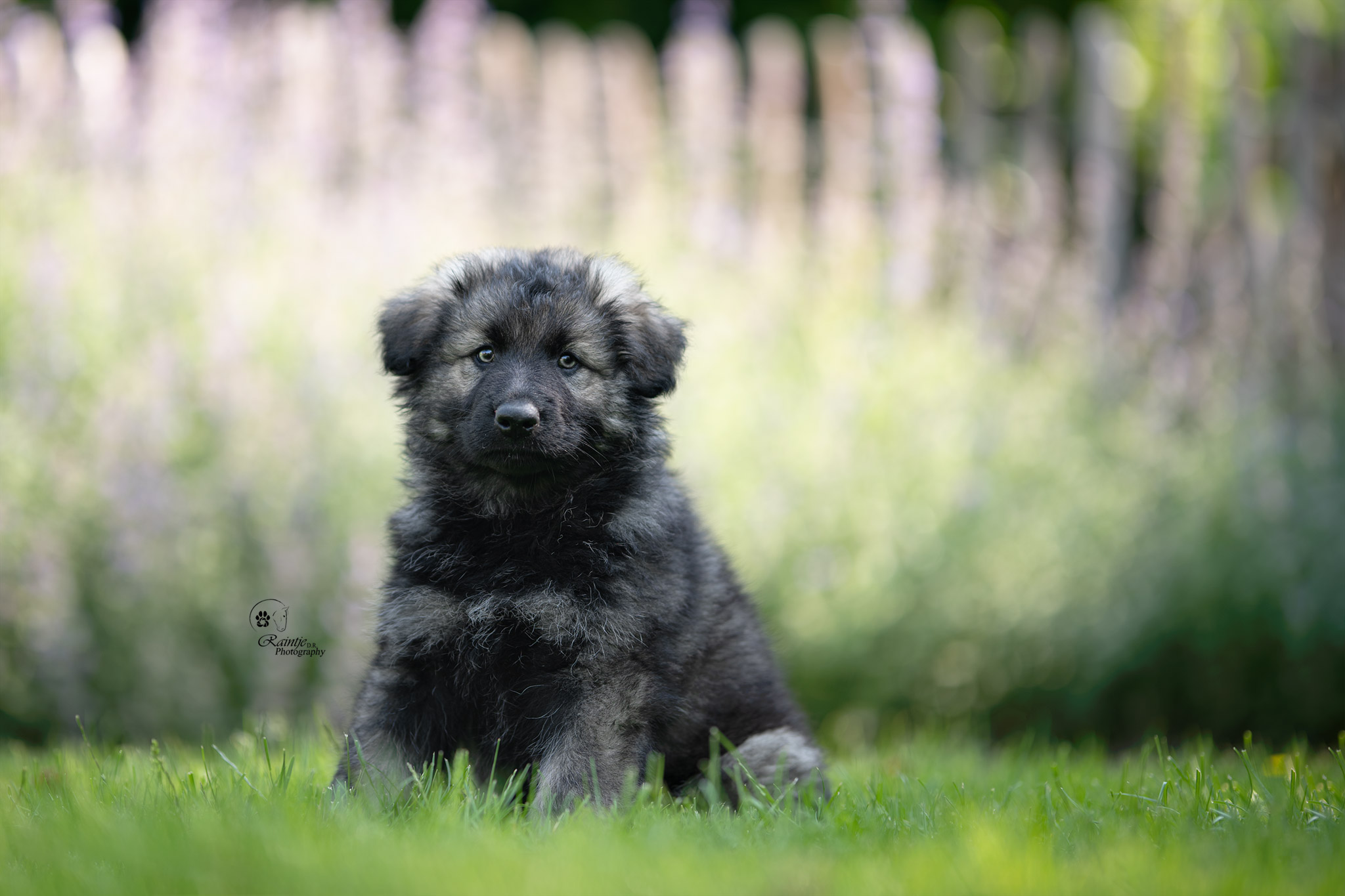 Lily - Oudduitse Herder
