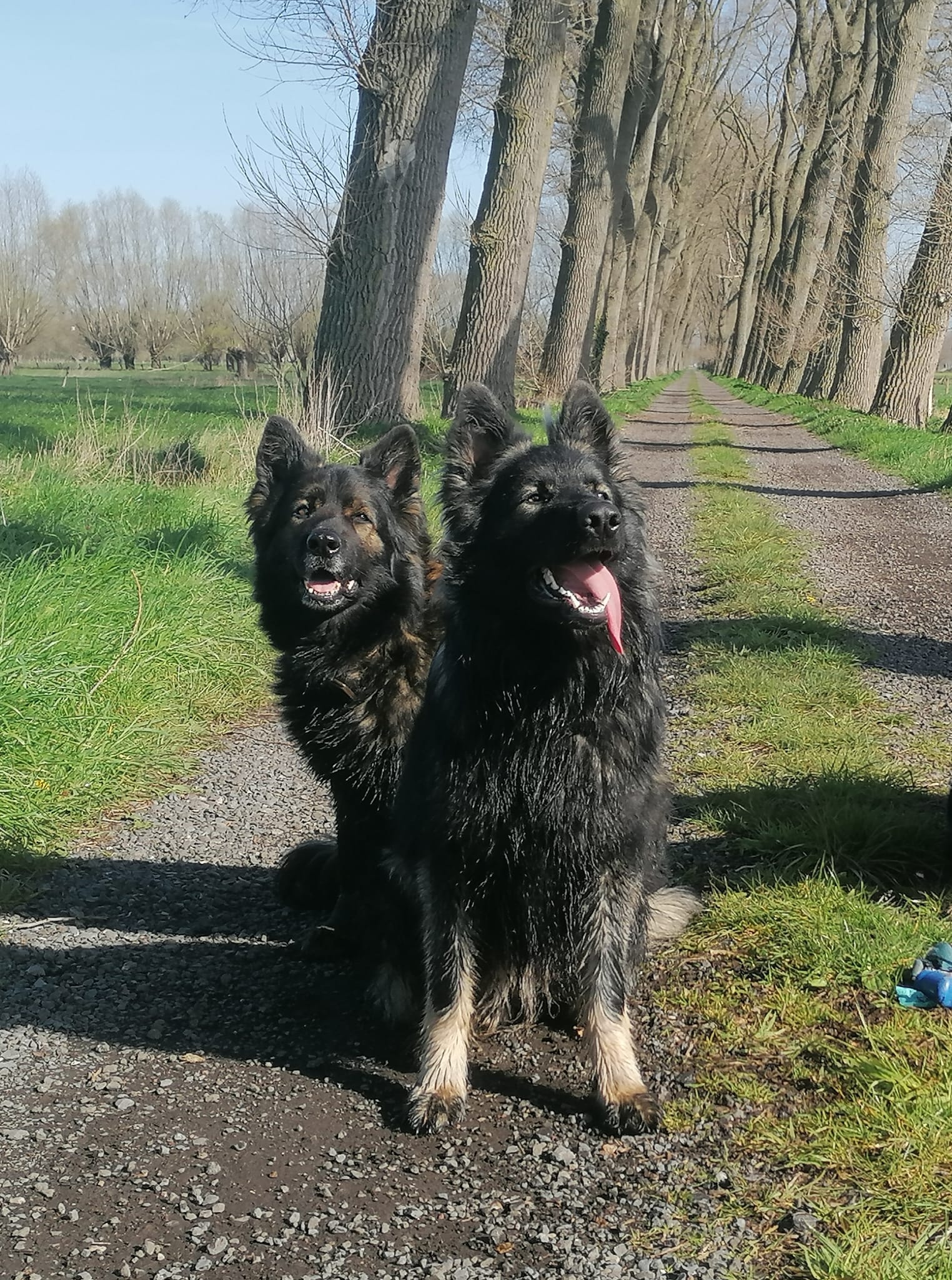 Lily - Oudduitse Herder