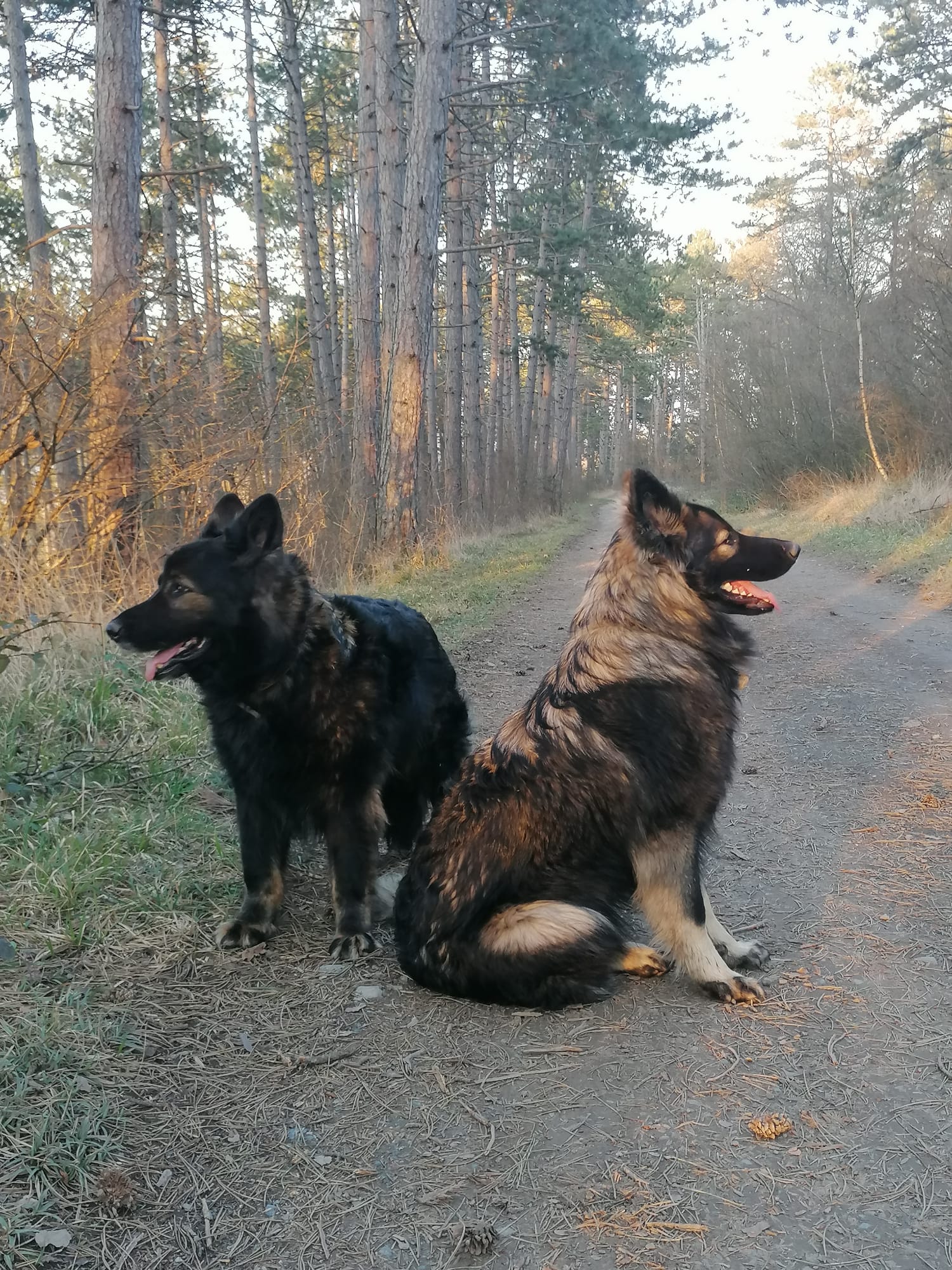 Lily - Oudduitse Herder
