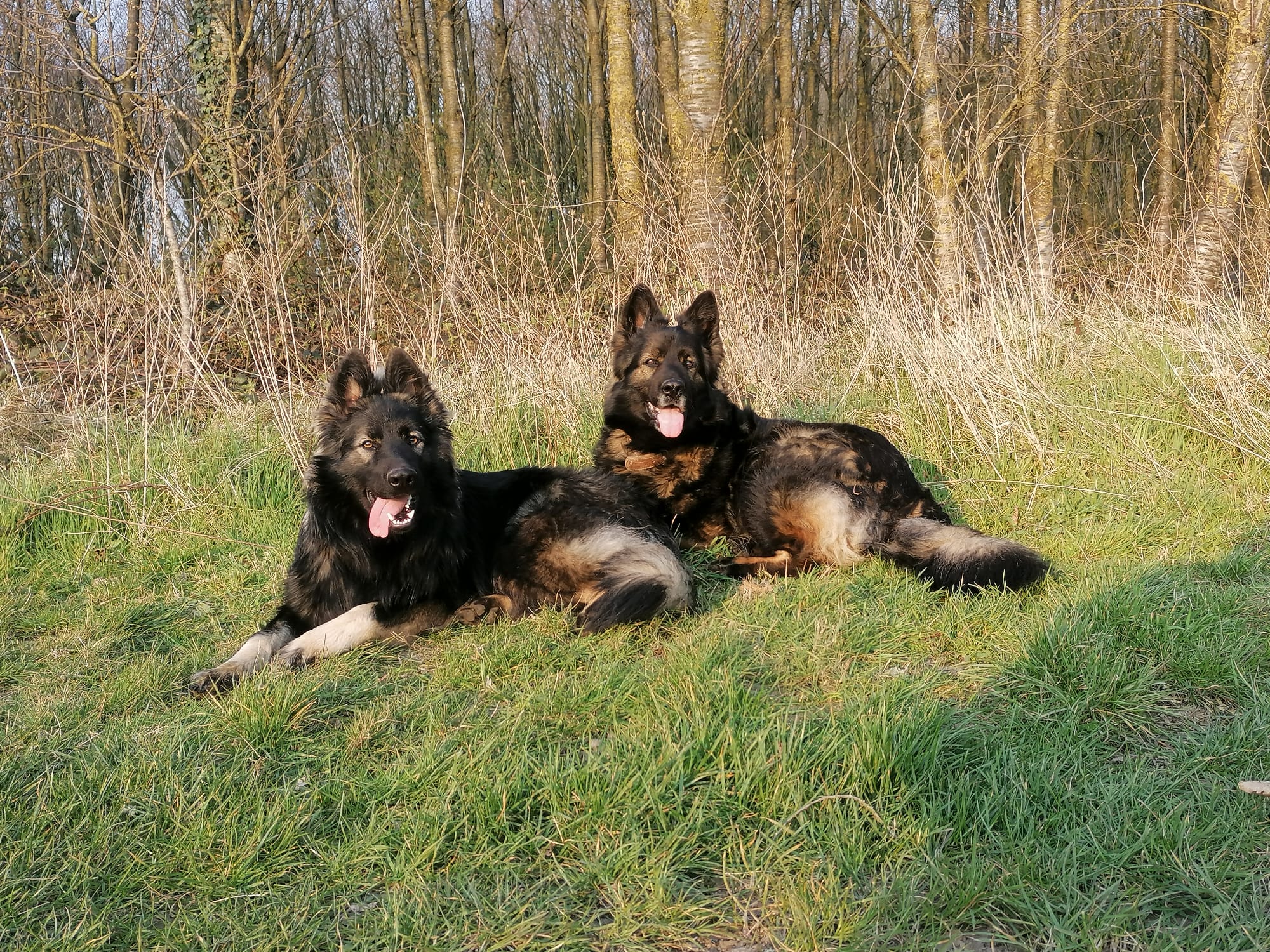 Lily - Oudduitse Herder