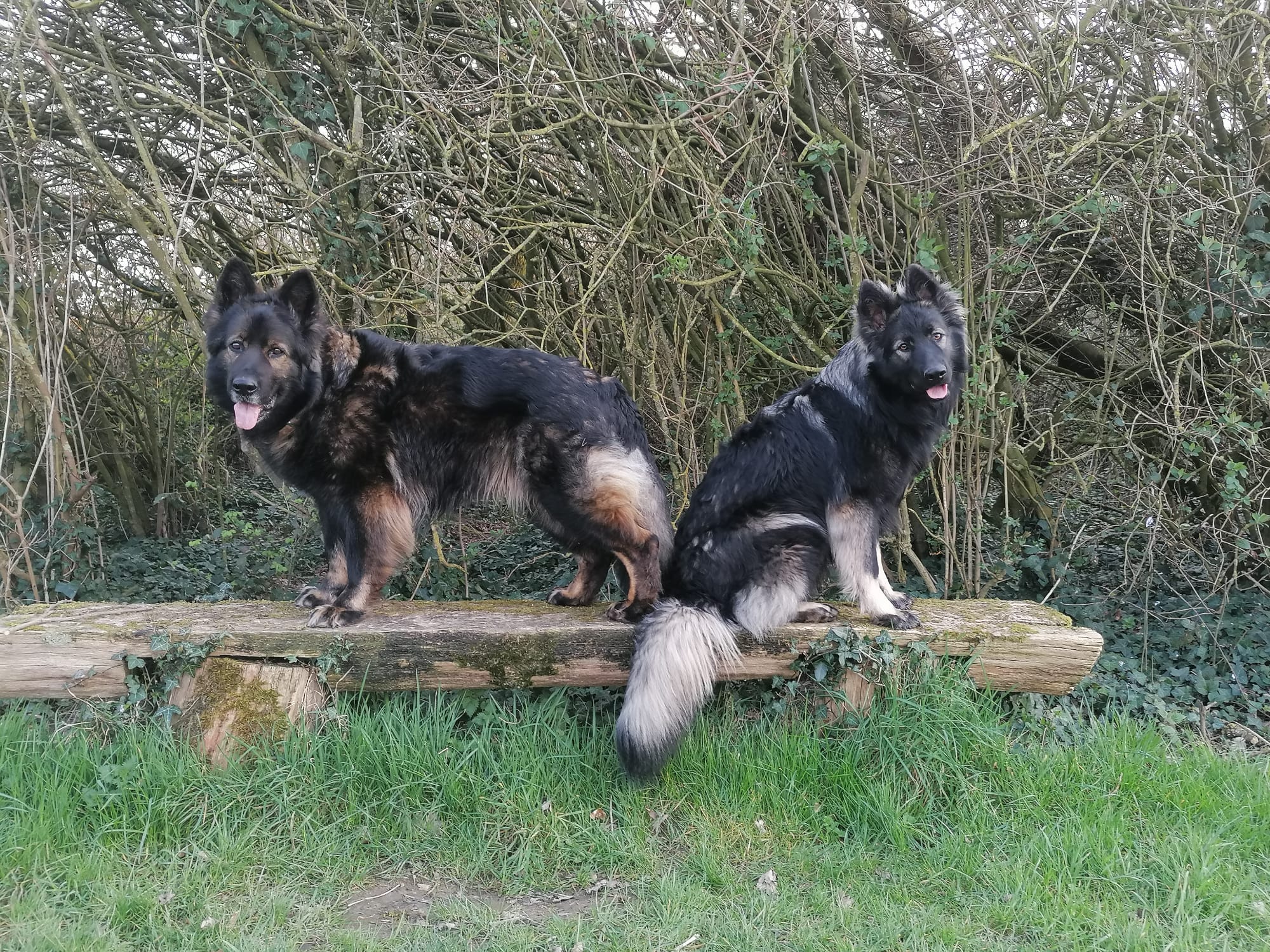 Lily - Oudduitse Herder