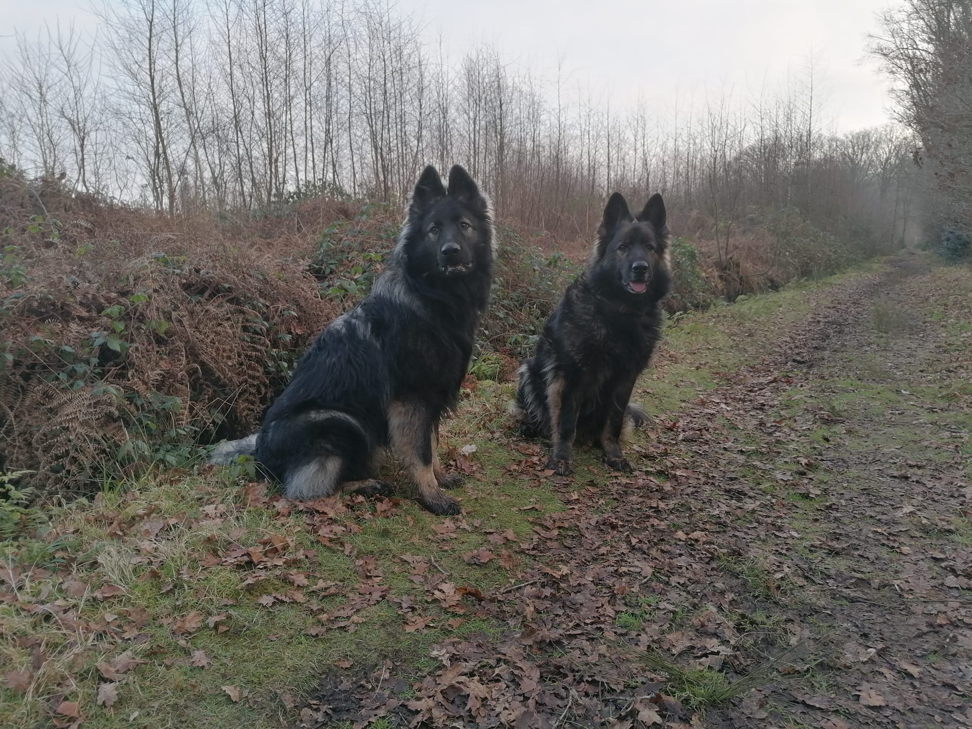 Lily - Oudduitse Herder