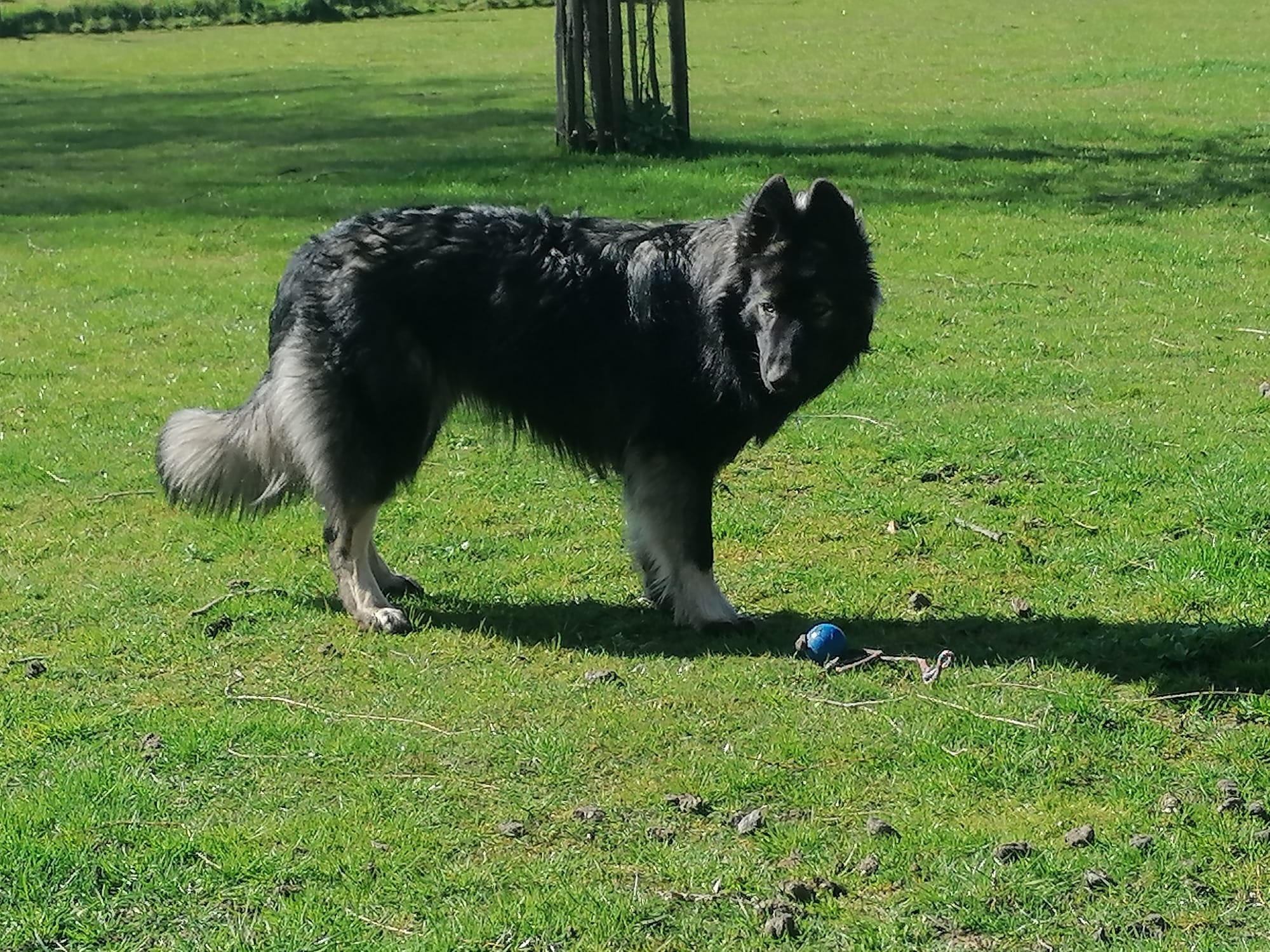 Lily - Oudduitse Herder