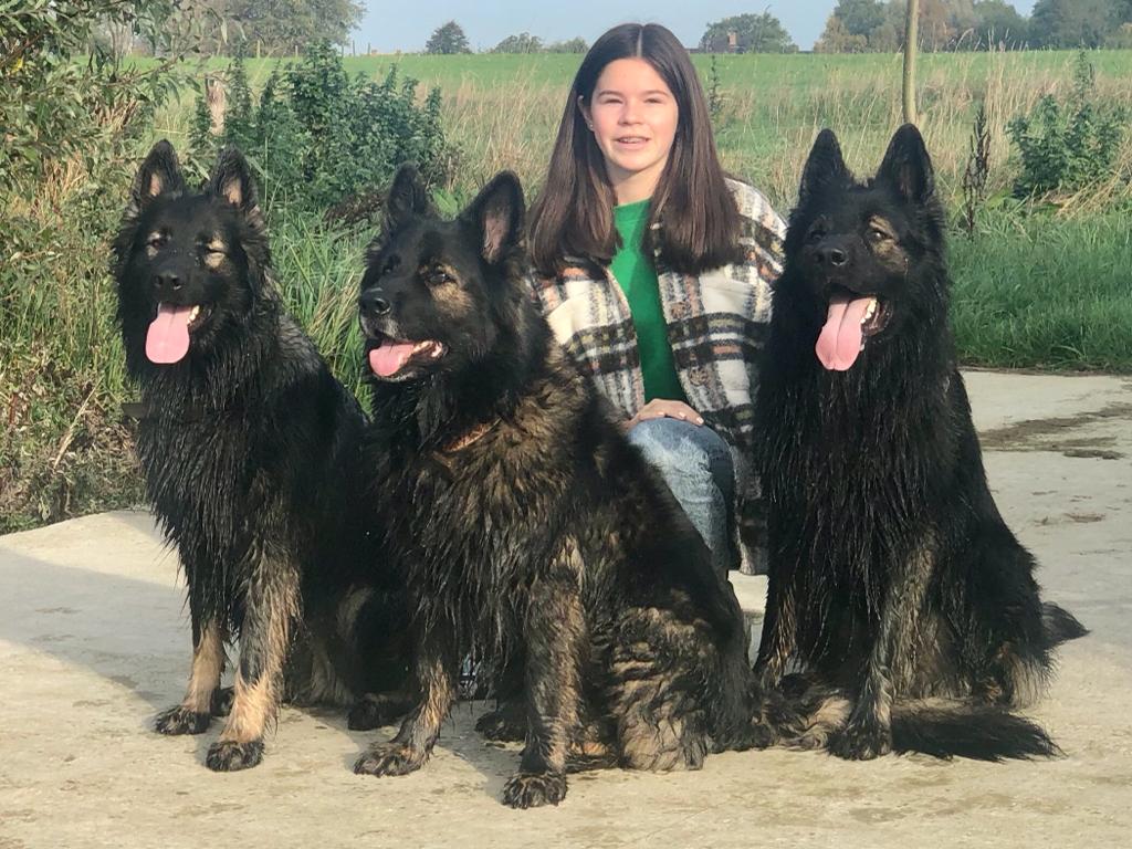Lily - Oudduitse Herder