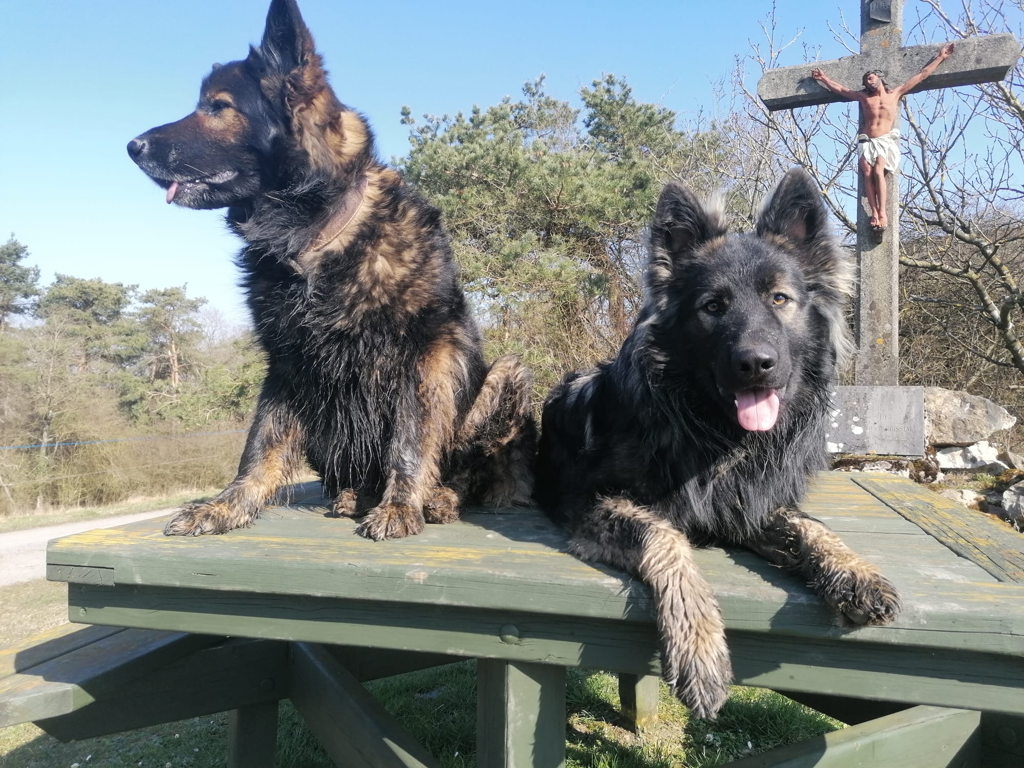 Lily - Oudduitse Herder