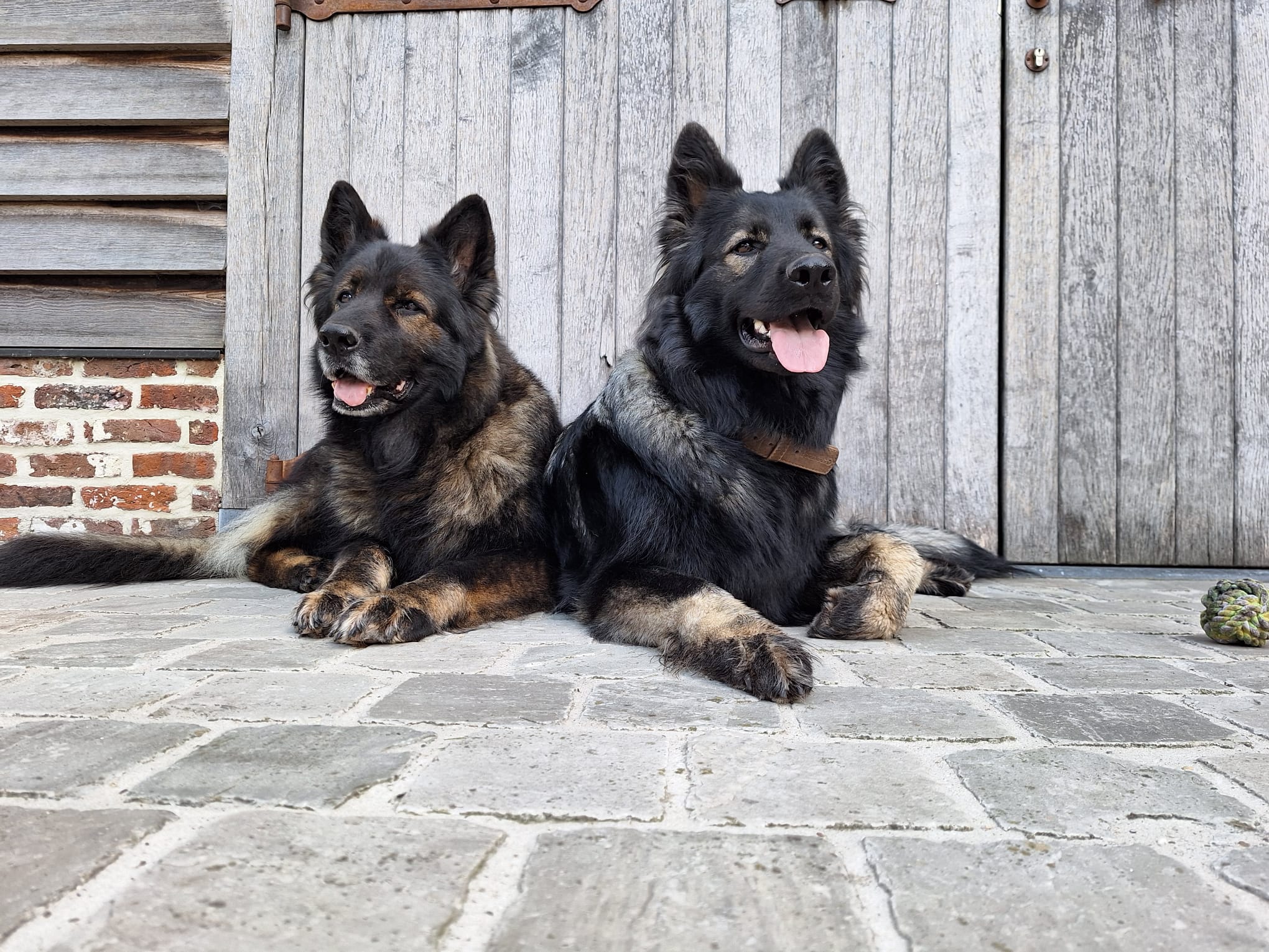 Lily - Oudduitse Herder