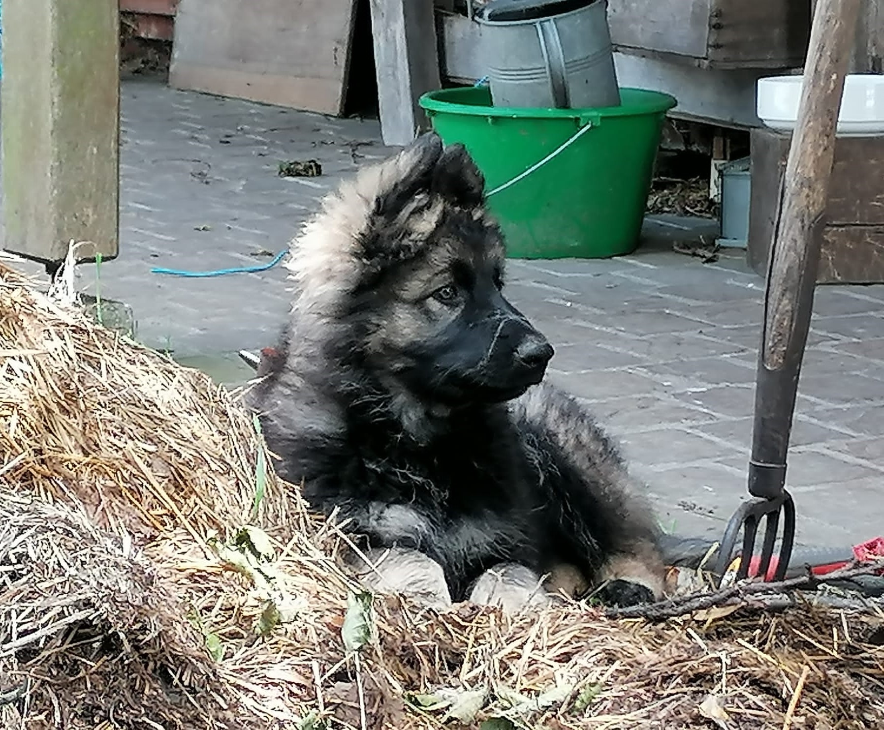 Lily - Oudduitse Herder
