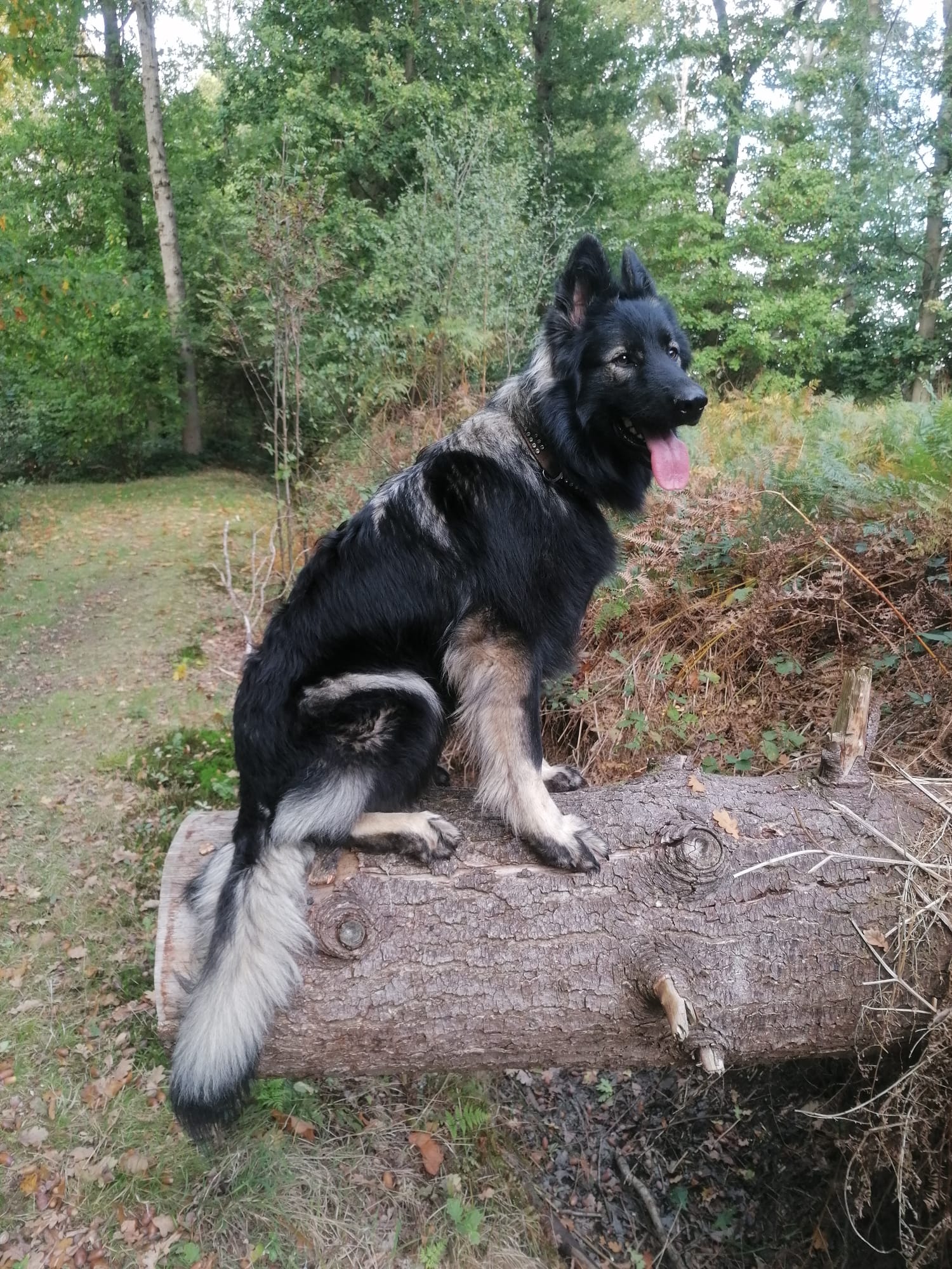 Lily - Oudduitse Herder