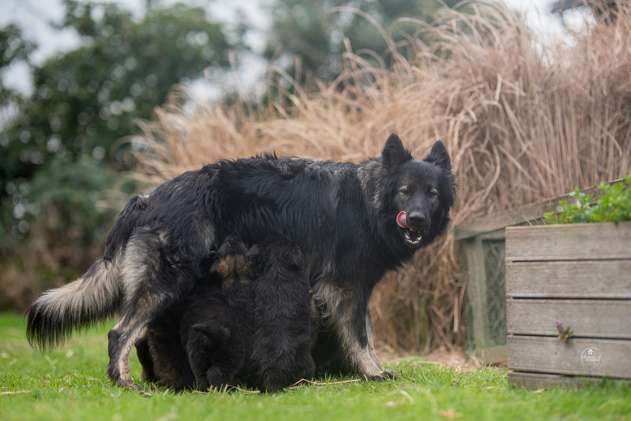 Lily - Oudduitse Herder