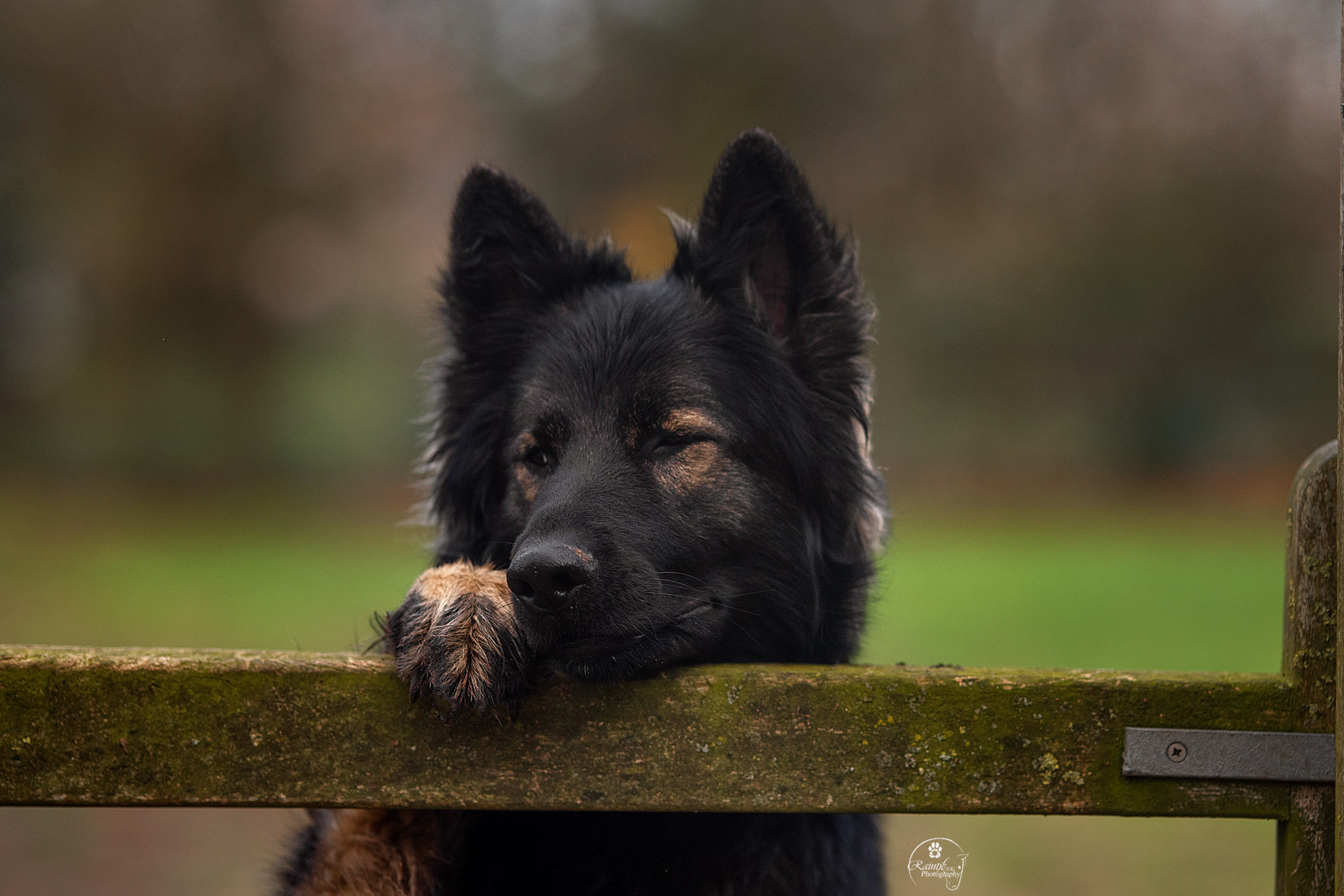 Lily - Oudduitse Herder