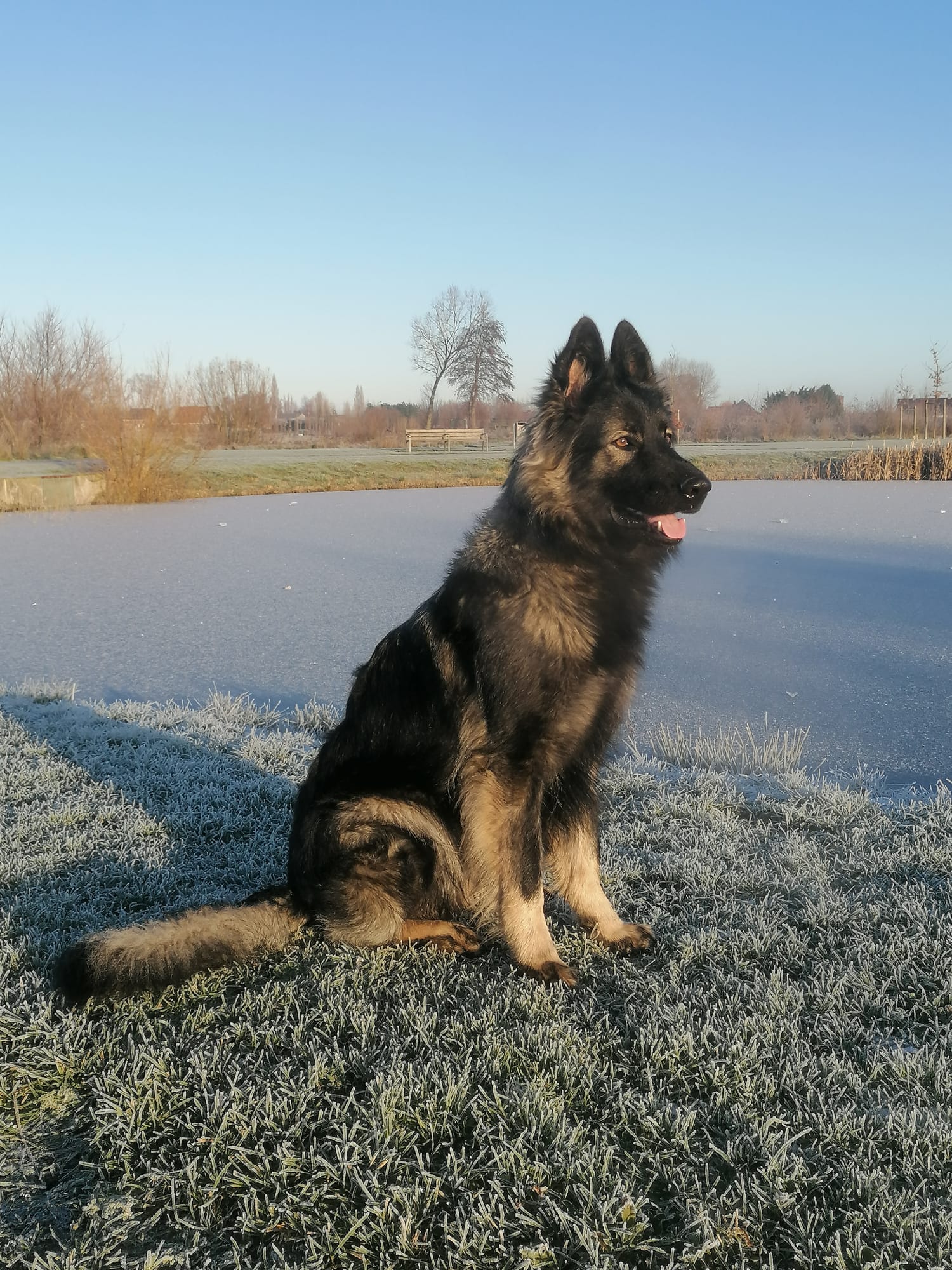 Lily - Oudduitse Herder