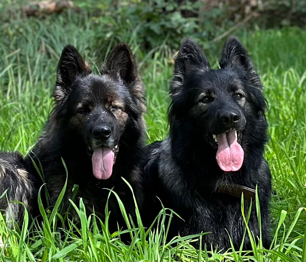 Lily - Oudduitse Herder