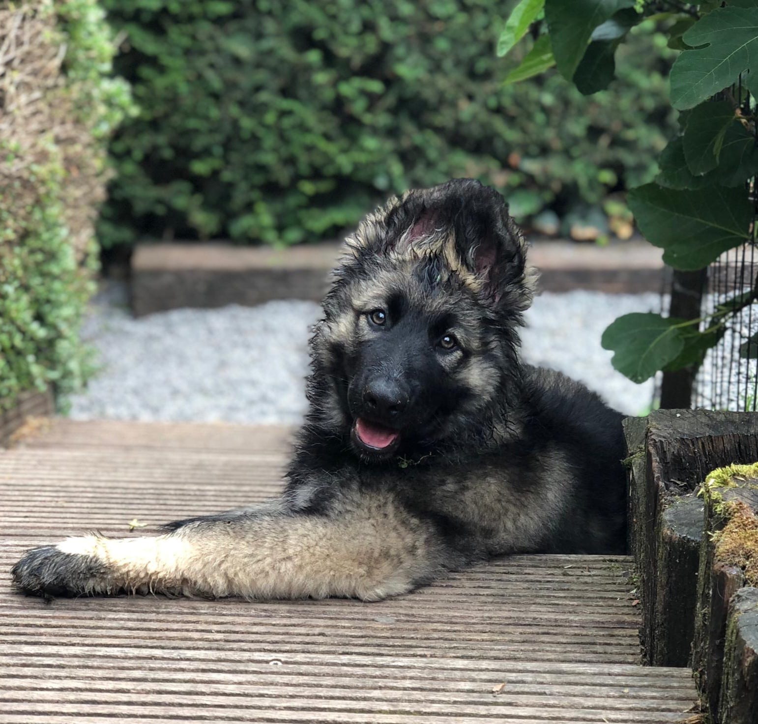 Lily - Oudduitse Herder