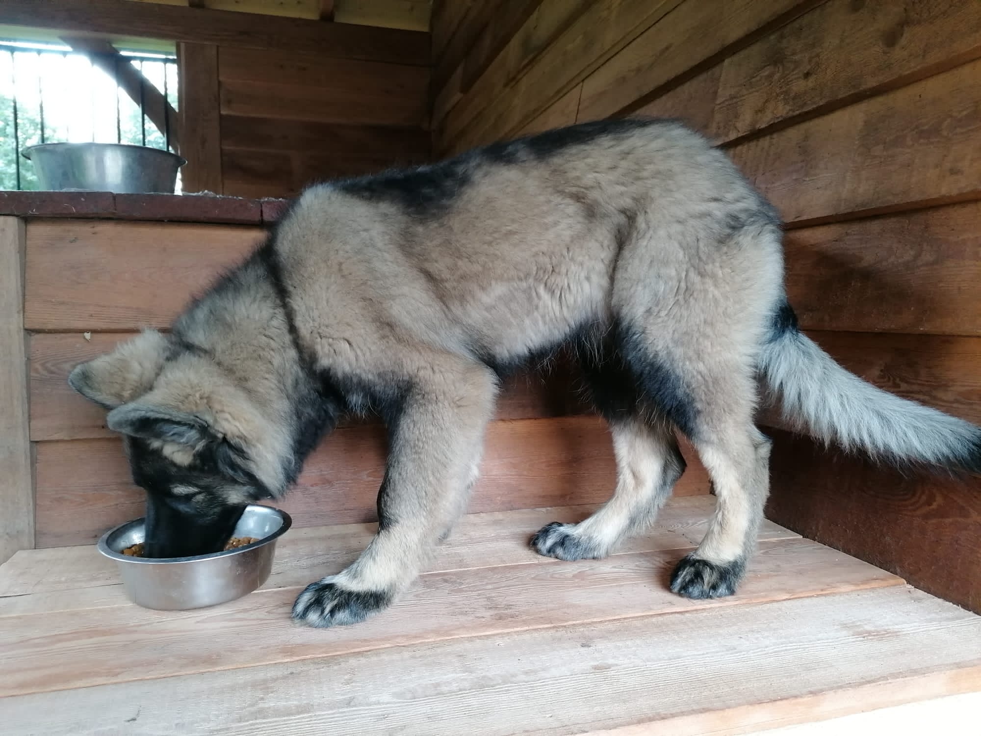 Lily - Oudduitse Herder