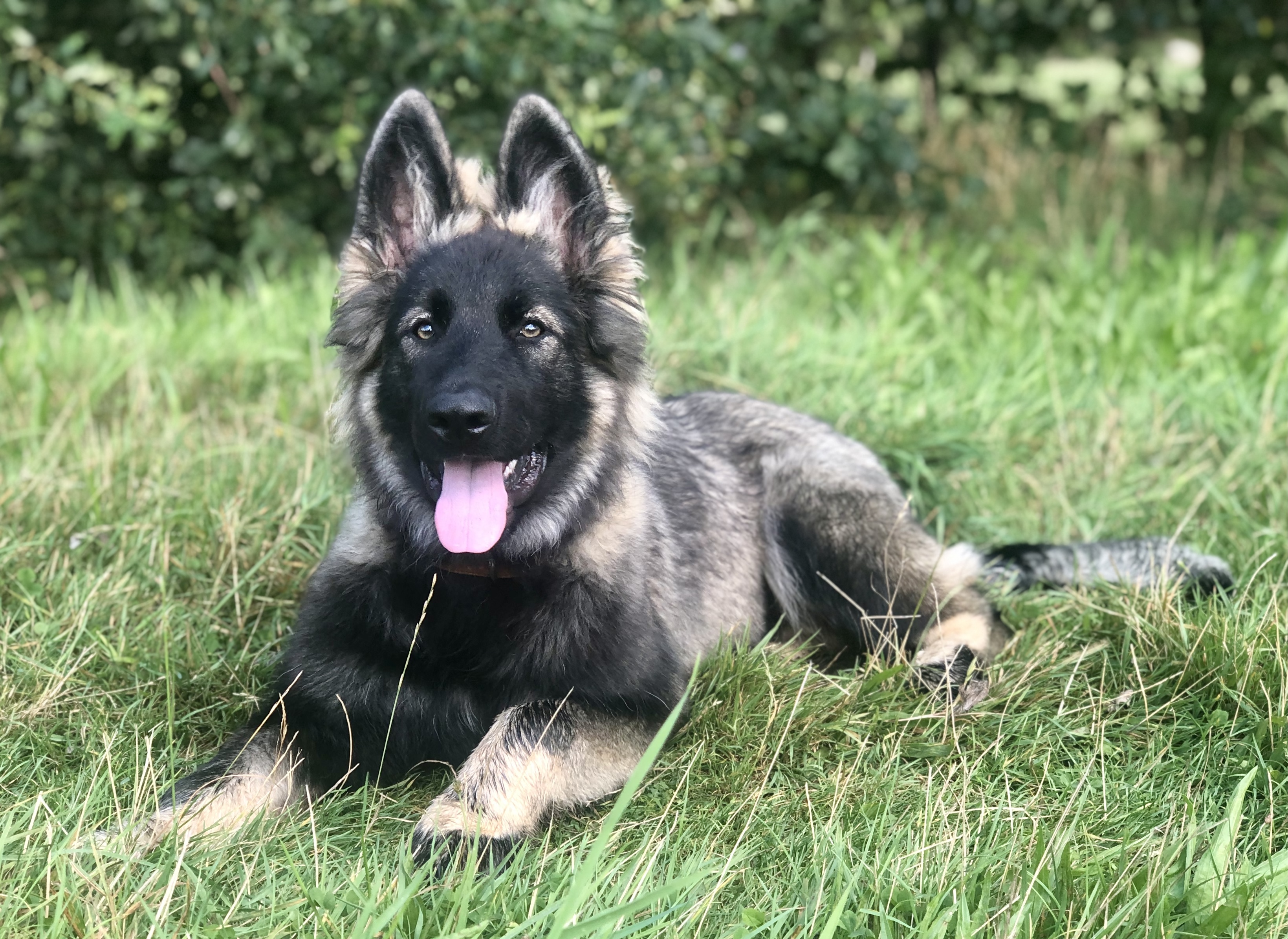 Lily - Oudduitse Herder