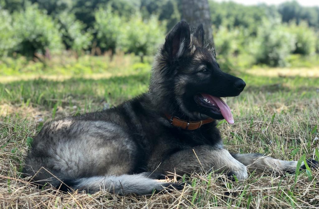 Lily - Oudduitse Herder