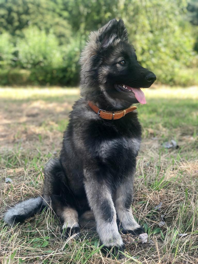 Lily - Oudduitse Herder