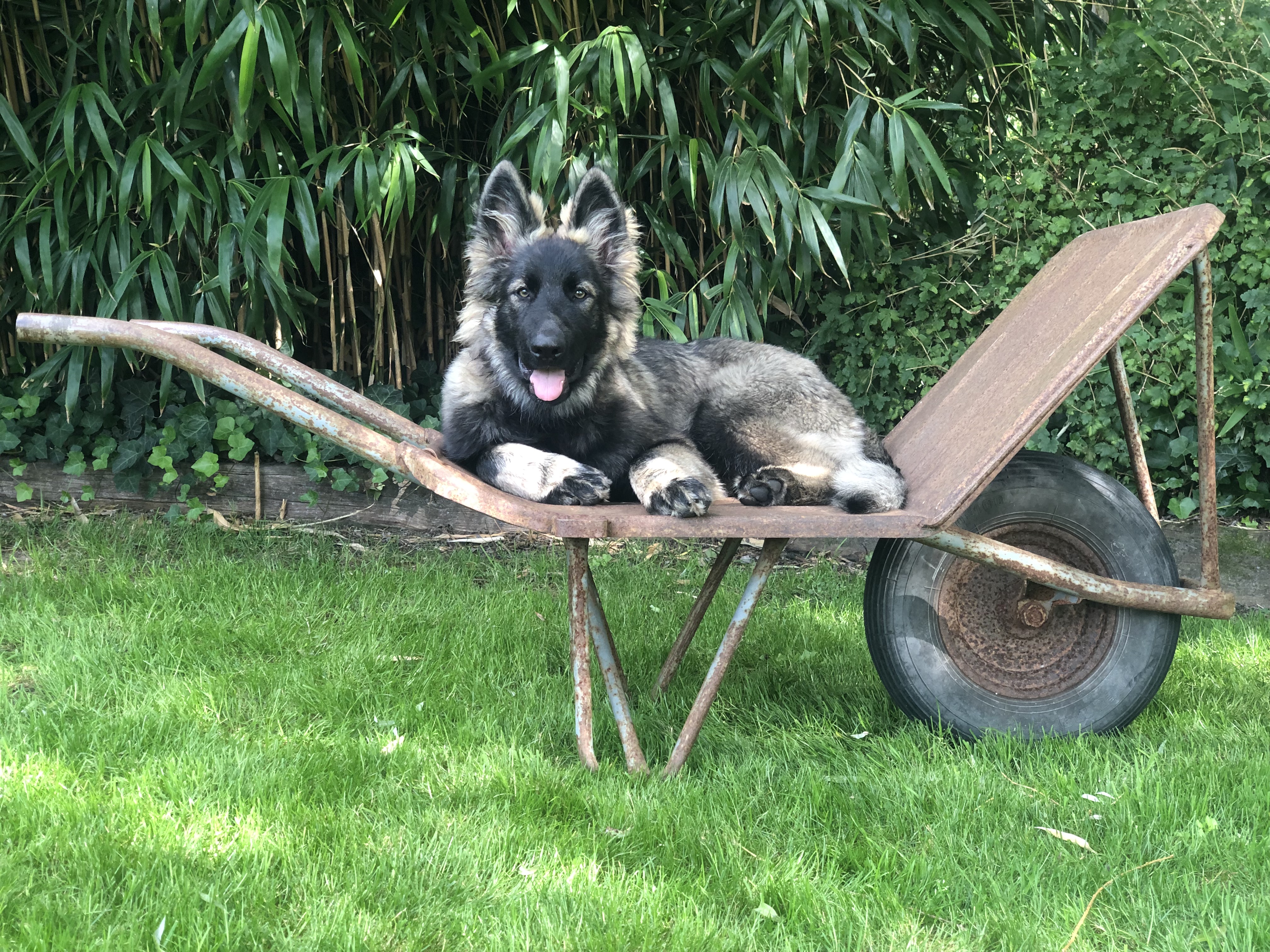 Lily - Oudduitse Herder