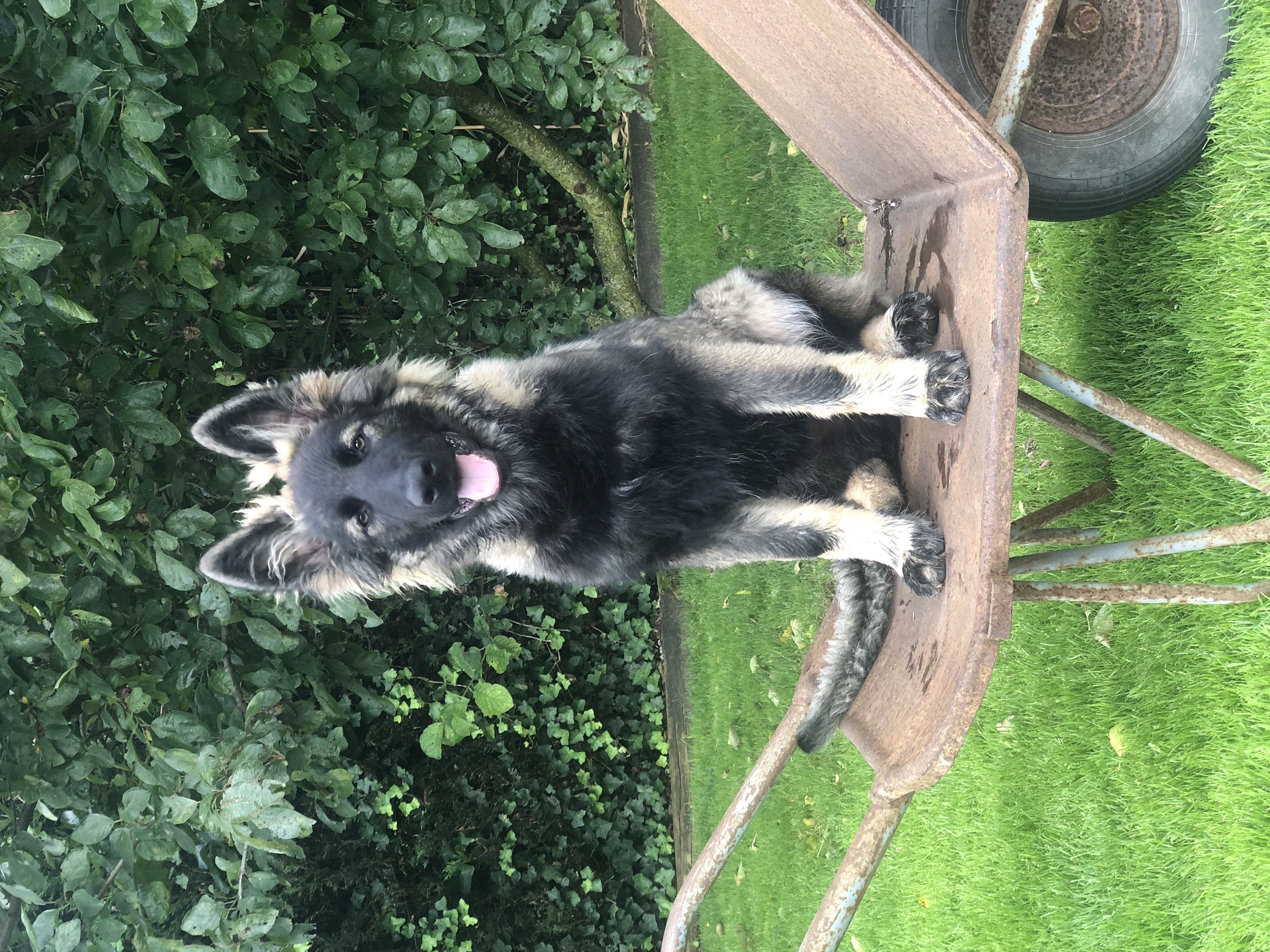 Lily - Oudduitse Herder