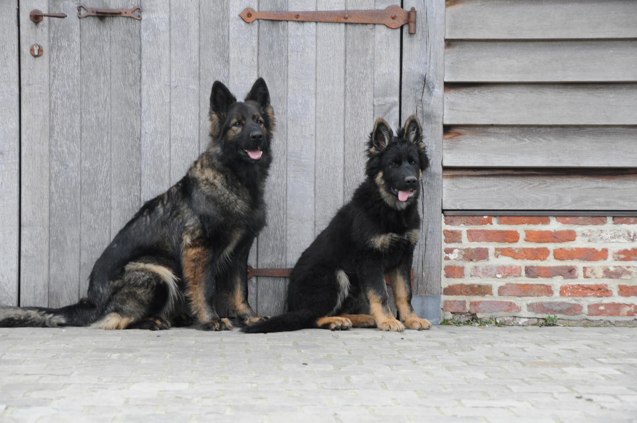 Woulfen - Oudduitse Herder