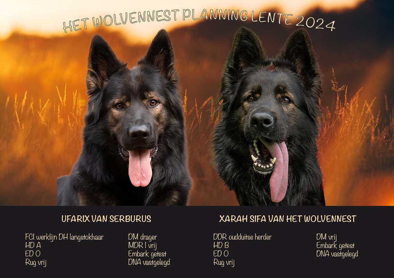 Nestplanning 2024 - Oudduitse Herder